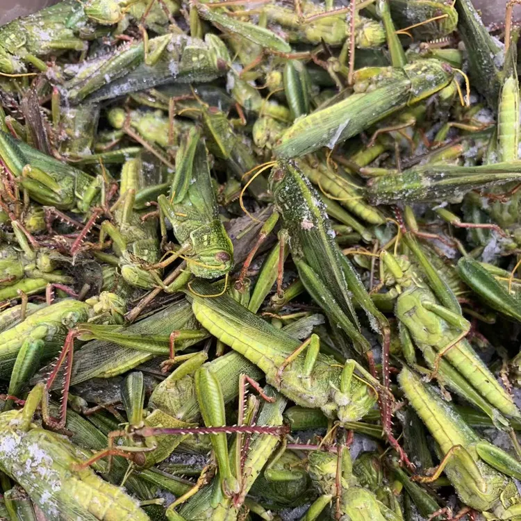 食用公蹬倒山油蚂蚱棉蝗新鲜冷冻0.5-1斤3斤中秋好物味道鲜美