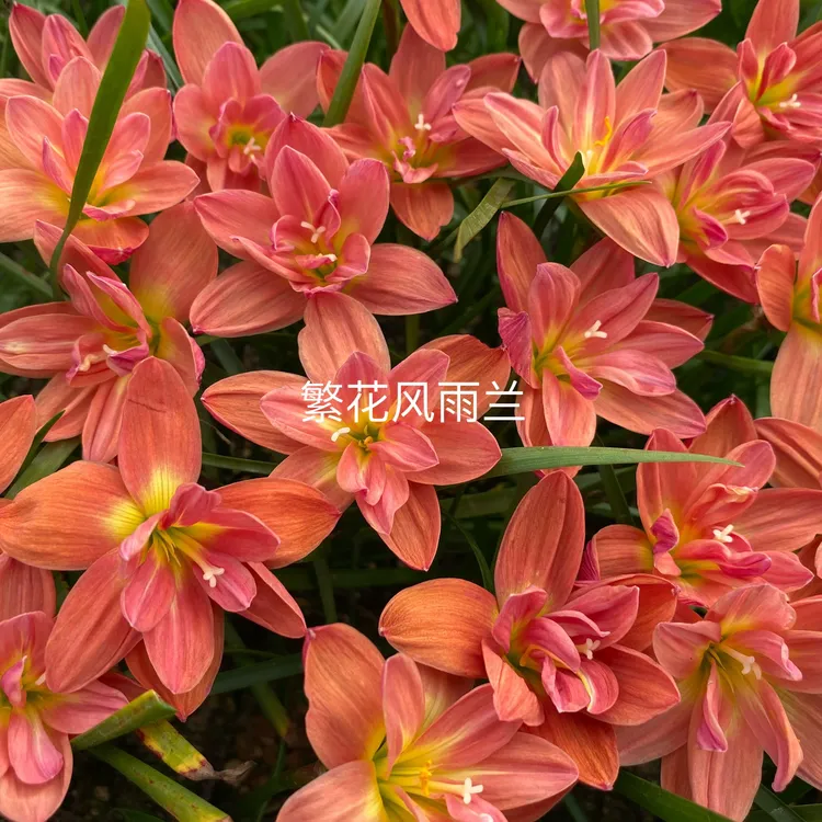 重瓣风雨兰拉风，全店只有一款重瓣风雨兰，自己基地繁殖，保证对版