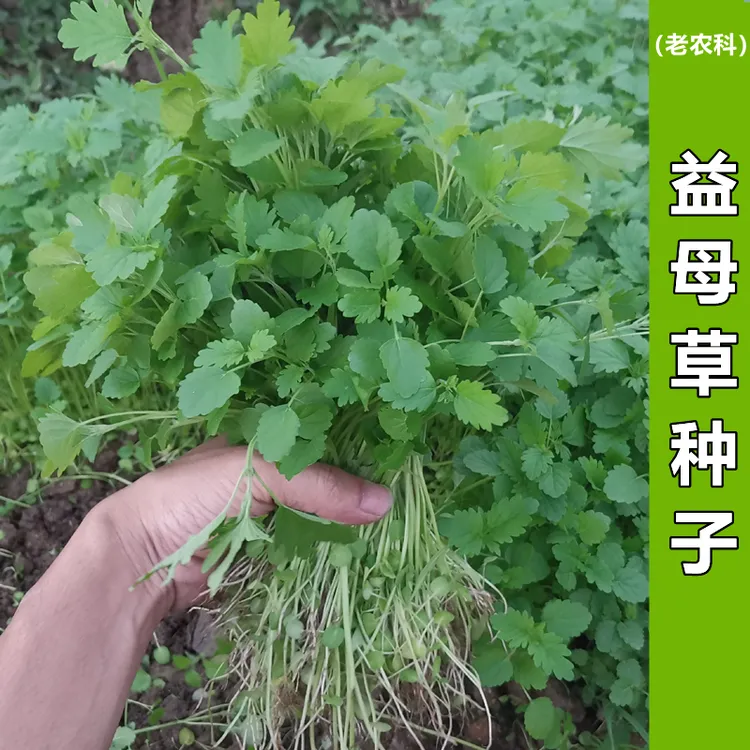 正品益母草种籽子四季阳台盆栽蔬菜种孑中药材食用苗种子益母草籽