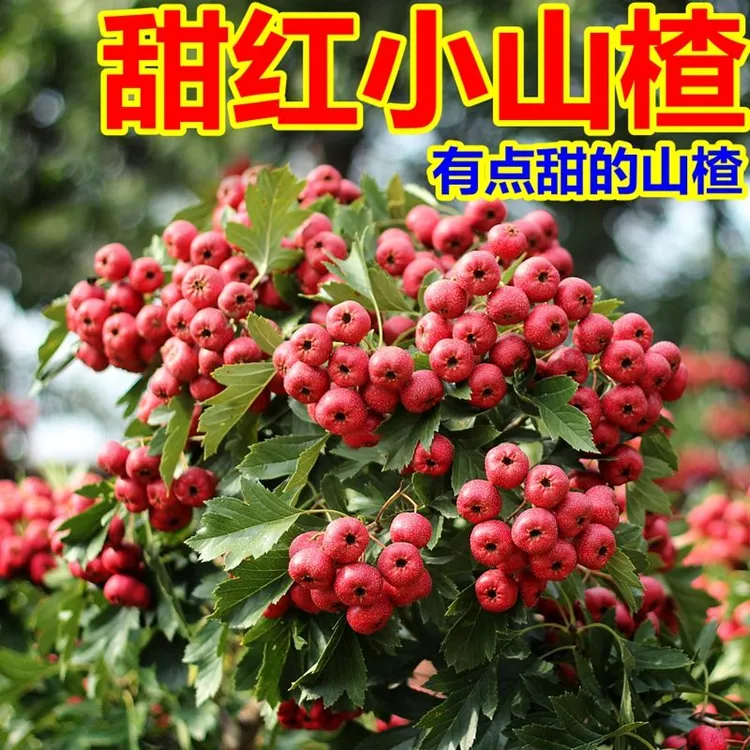 沂蒙山新鲜酸甜现摘现发产地直发山楂净重1斤2斤3斤装粉丝福利多