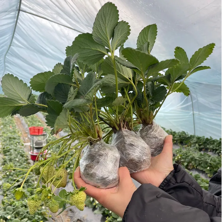 奶油四季草莓南北方种植盆栽地栽室内室外阳台庭院带花带果发货