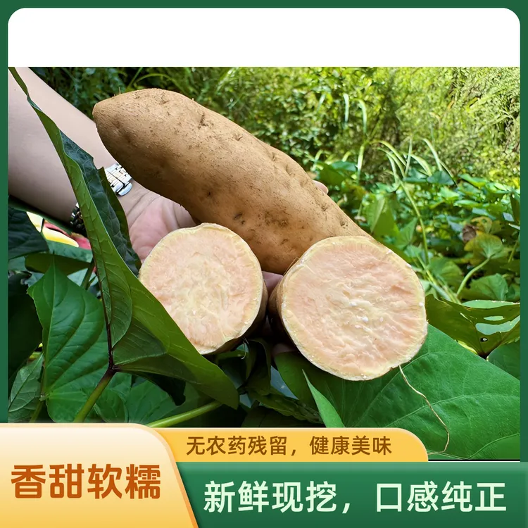 紫云小红薯，皮薄肉甜 新鲜香甜 原生态 健康美味新鲜香甜原生态