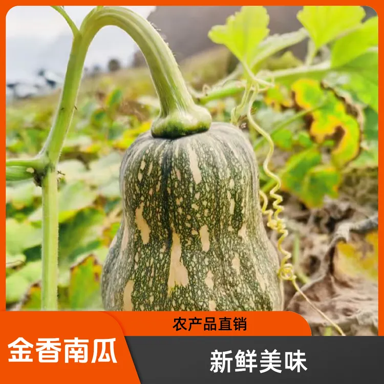 农产品自产自销正宗金香南瓜婴儿辅食粉糯香甜