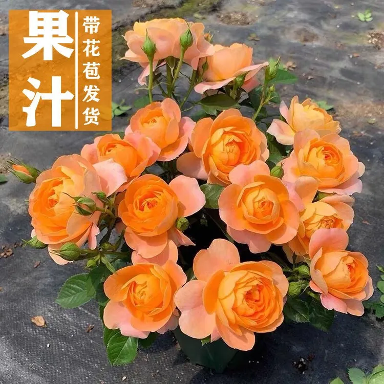 果汁阳台月季花苗带花苞盆栽四季开花玫瑰特大花庭院阳台花卉植物