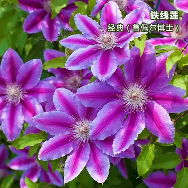 铁线莲爬藤植物盆栽重瓣大花大苗庭院阳台藤本攀援花卉多季开带花