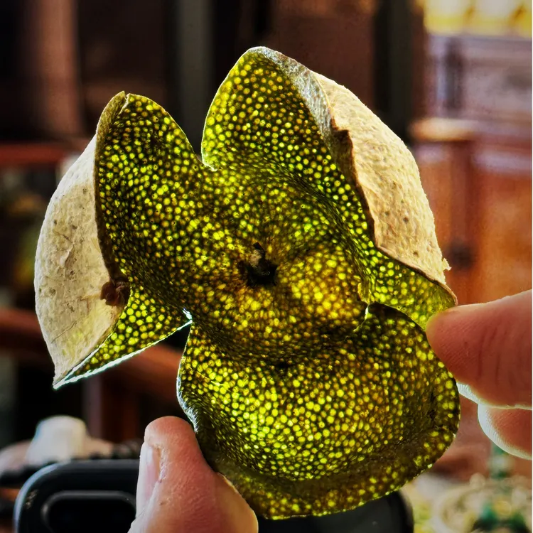 【2024 新会天马新皮陈皮】 牛奶果香明显 香气太怡人了