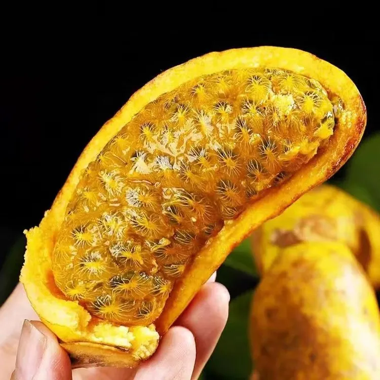 江西新鲜现摘野生九月黄八月瓜水果拿藤包木通果罕见水果孕妇可吃