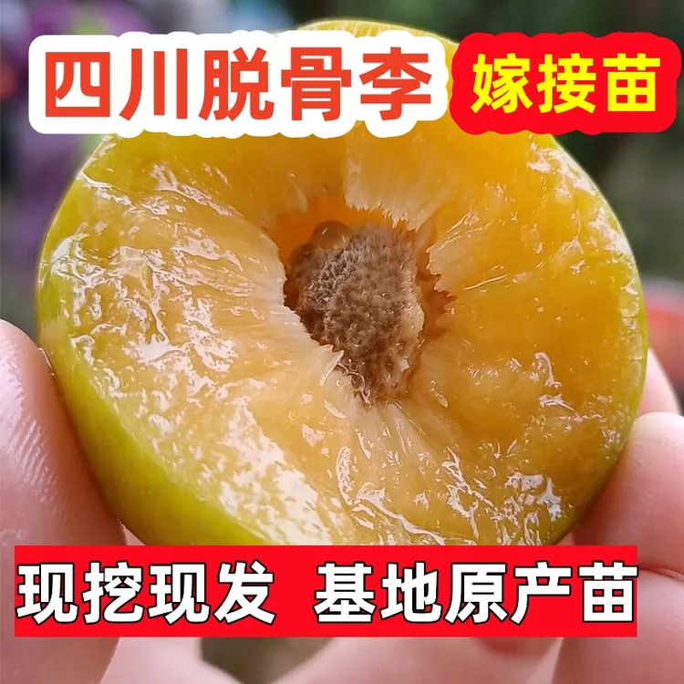 四川脱骨李子苗晚熟蜂糖李子树苗嫁接冰糖李子苗早熟脆甜养青脆李