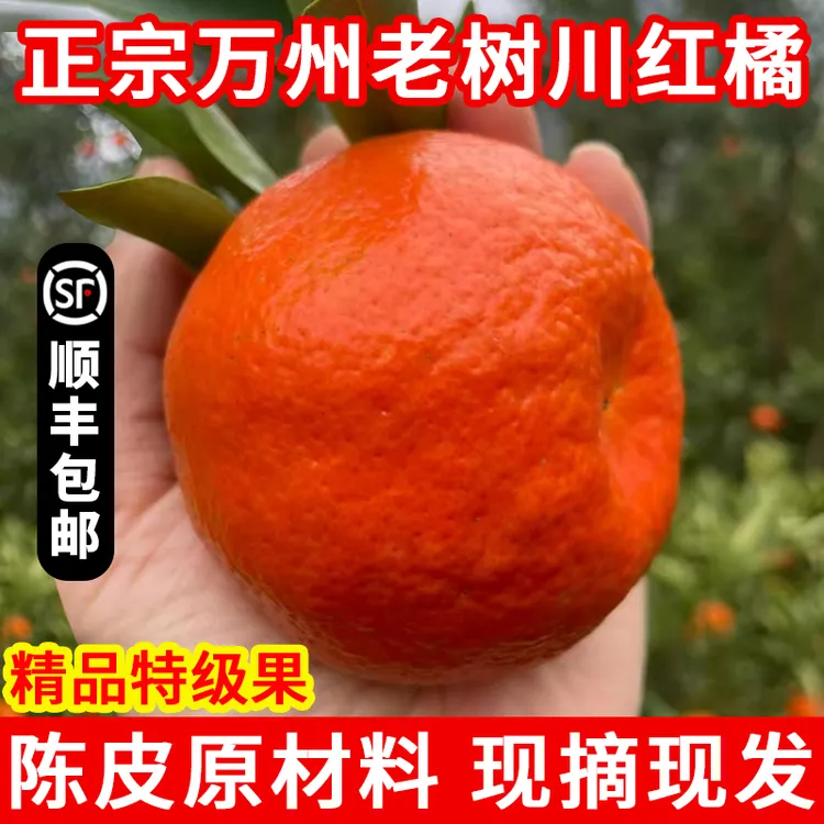 正宗川红橘老品种四川古红橘重庆万州大红袍鲜果红桔做陈皮的橘子