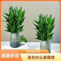 买一送一好活易养省心四季易养观音竹办公室美观易活绿色树脂盆栽
