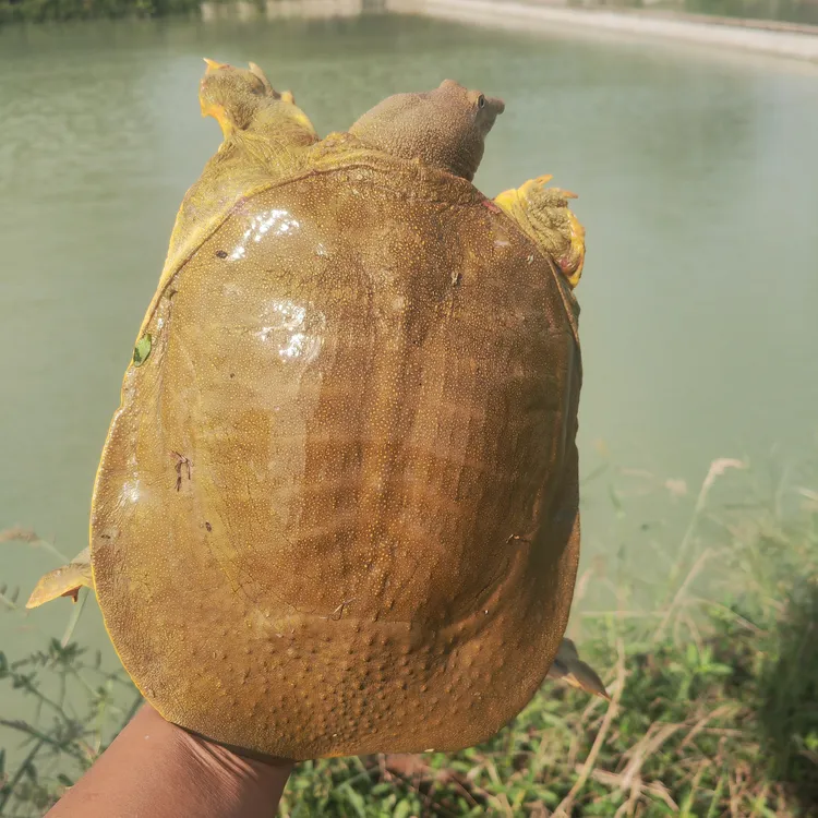 生态老甲鱼自产自销