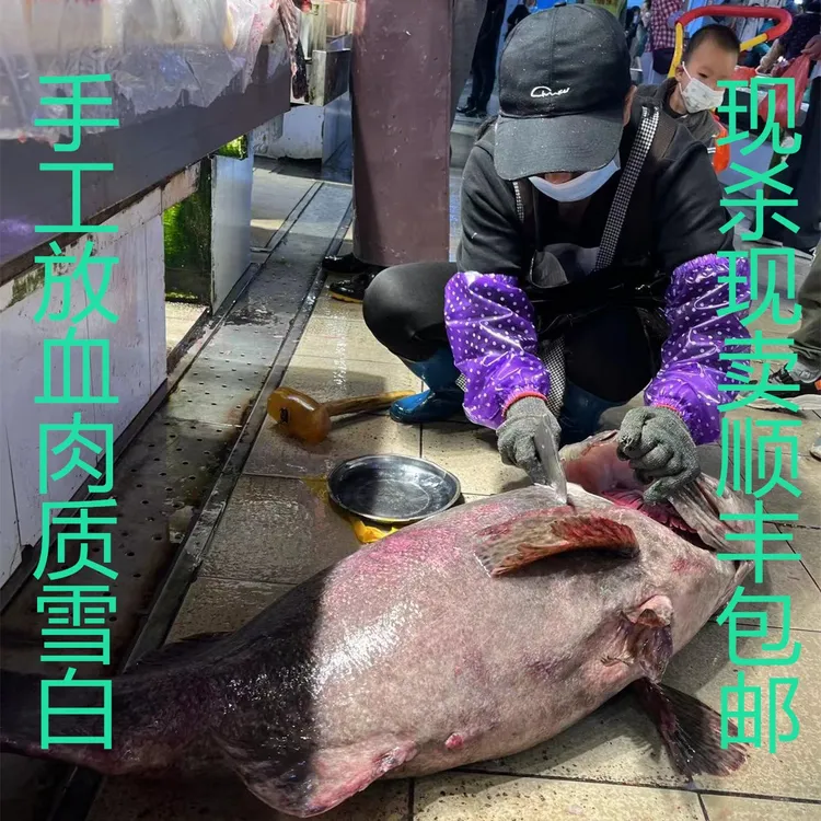 80-150斤海养龙趸石斑鱼活杀现切现卖5斤起顺丰包邮默认冰冻发货