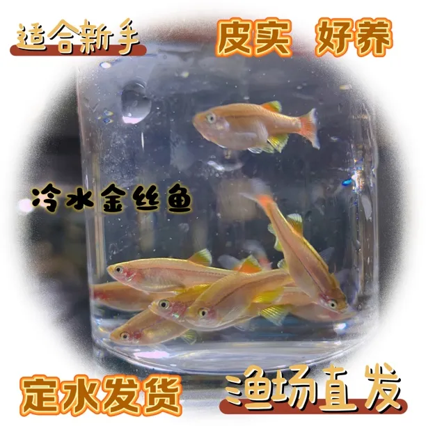 冷水可养白云金丝黄金丝灯科鱼冷水小型热带鱼观赏鱼