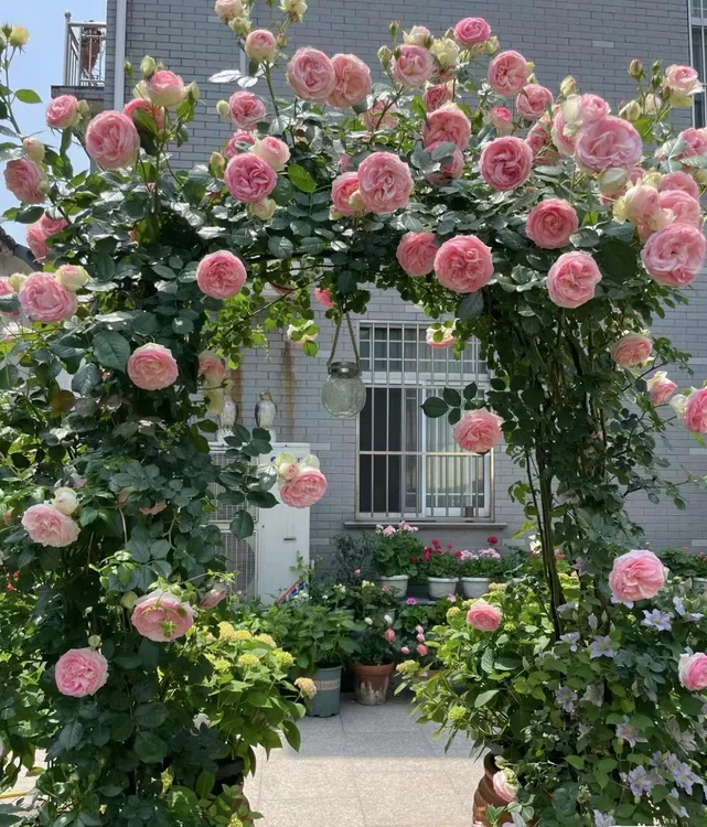 {大型爬藤} 藤本月季拱门蔷薇多季开花浓香造型月季 适合别墅庭院