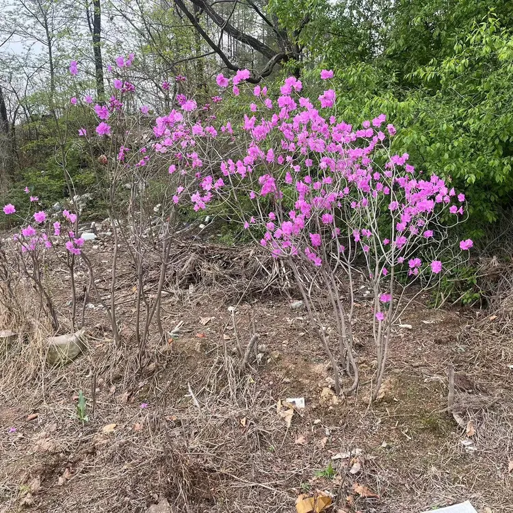 映山红人工培育耐寒室内室外庭院老桩