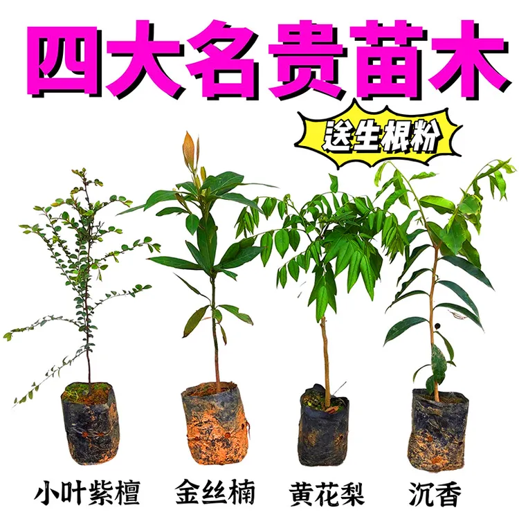 四大名贵苗木海南黄花梨金丝楠木树苗珍稀植物沉香小叶紫檀庭院
