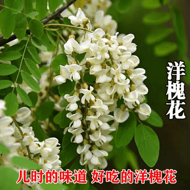 洋槐花树苗洋槐树刺槐树苗槐树苗食用槐花树苗白色洋槐花树庭院栽