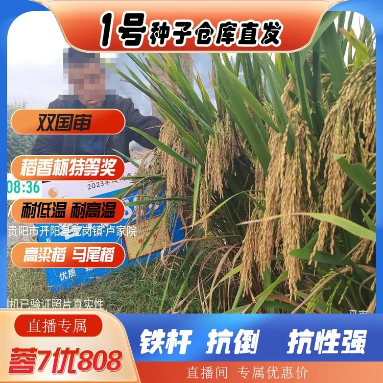 蓉7优808高粱稻坨坨谷瀑布稻水稻产量播种优质种植品种高产杂交