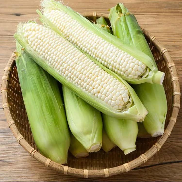 新鲜白糯玉米香甜软糯牛奶玉米现摘现发5斤坏果包赔产地直发代餐