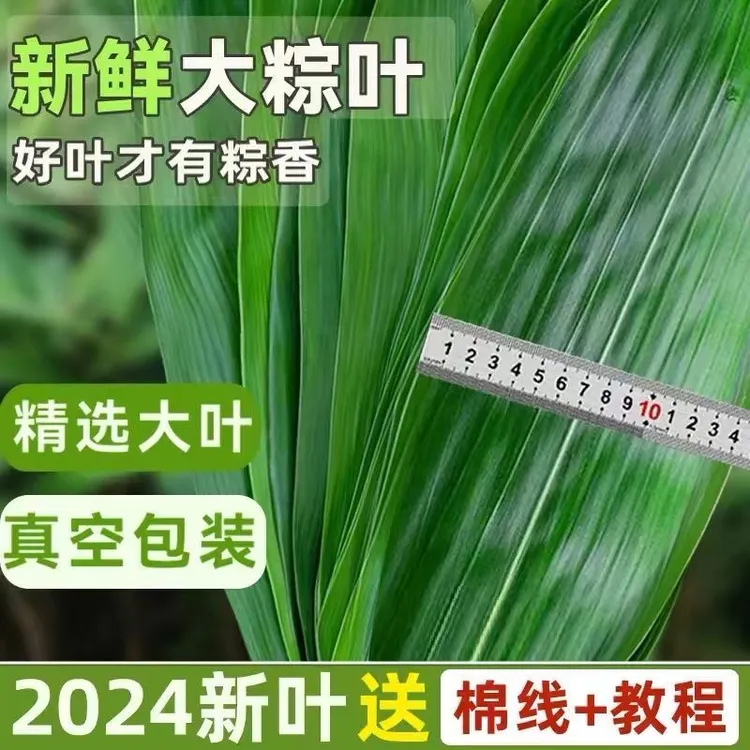 粽叶粽子叶2025新鲜大粽叶真空包装