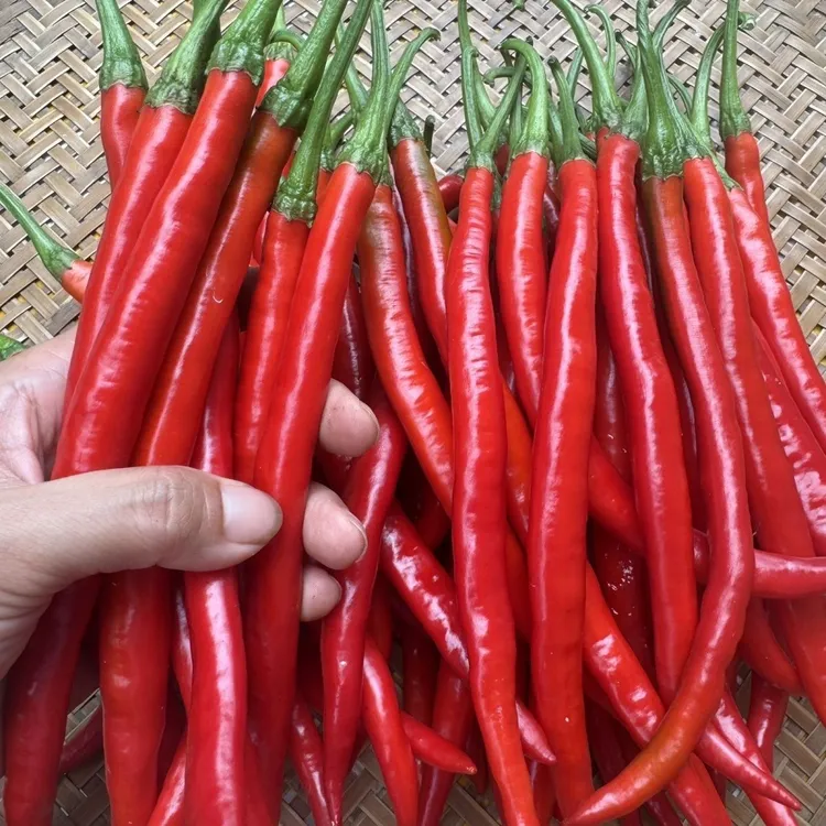 贵州二荆条中辣青椒红椒现摘