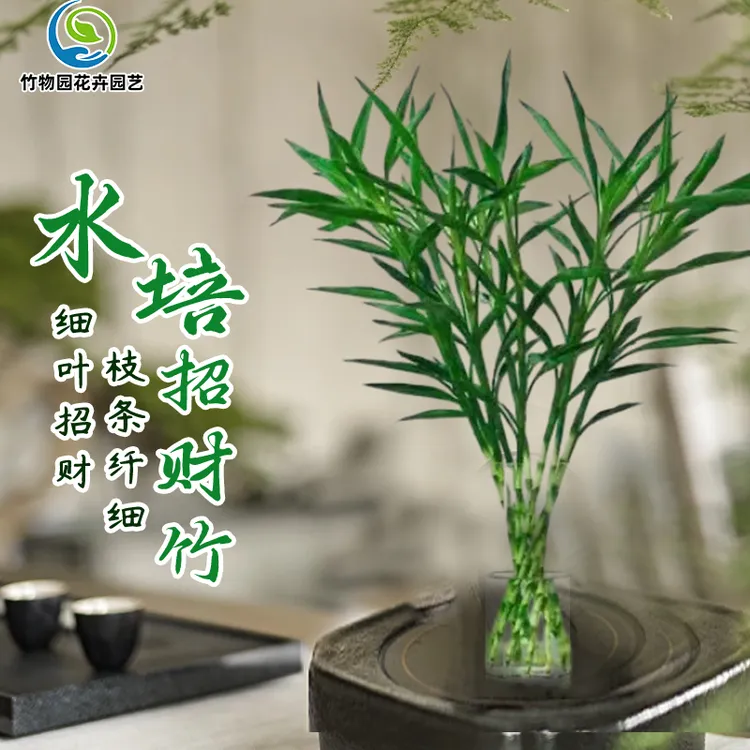 招财竹水培好养观音竹富贵发财竹转运竹子适合养护盆栽美观开运竹