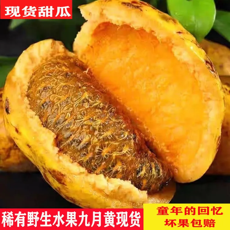江西九月黄八月瓜九月炸八月炸野生水果新鲜木桶果九月黄甜瓜水果