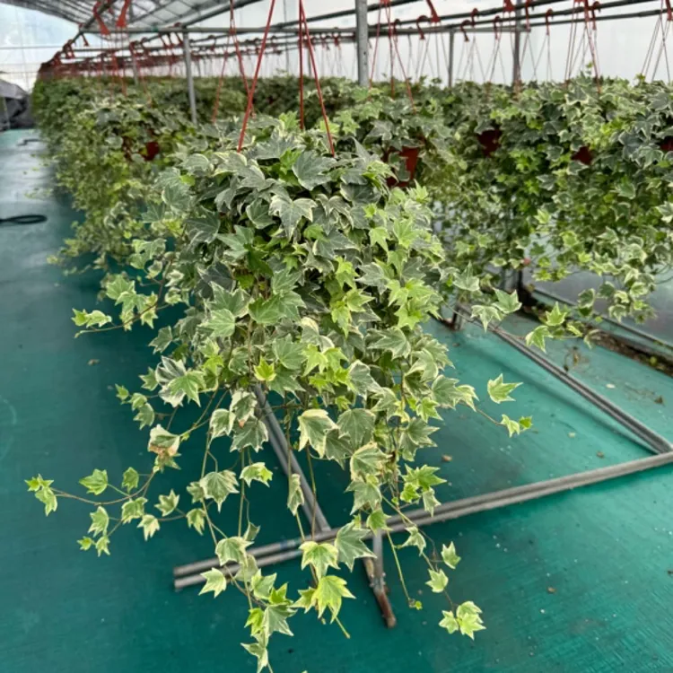 花叶常春藤吊兰垂吊植物壁挂绿植挂墙悬挂吊篮常青盆栽室内吸甲醛