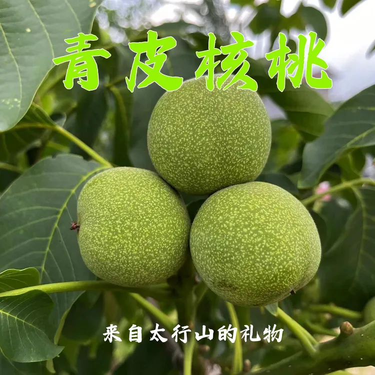 太行山青皮核桃带青皮去青皮食用采摘新鲜湿核桃3斤/5斤/9斤新货