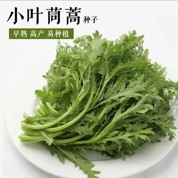 小叶茼蒿种籽光杆茼蒿耐寒四季易种庭院阳台盆栽大田春秋蔬菜种子