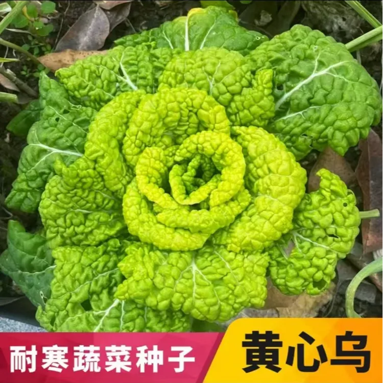 黄心乌塌菜种子耐寒黄金卷芯菜籽小白菜种籽孑秋冬蔬菜种子菊花心