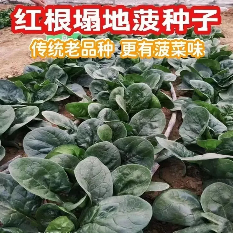 越冬趴地红根菠菜秋冬季耐寒耐热秋季蔬菜菠菜种籽高产抗病
