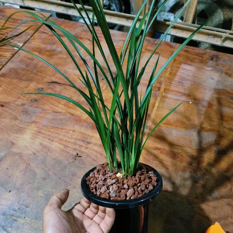 春剑花色丰富多彩