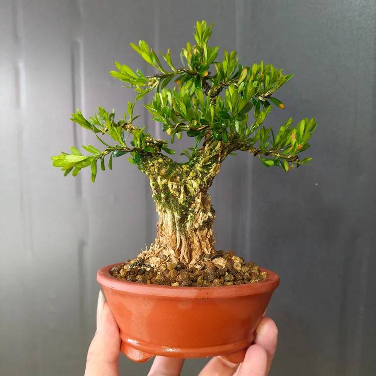 一物一拍浙江品种雀舌小黄杨盆栽