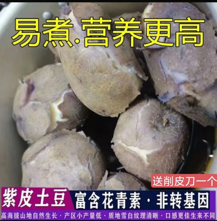 昭通大山包乌洋芋转转乌小黑洋芋紫皮土豆口感粉糯今年现挖