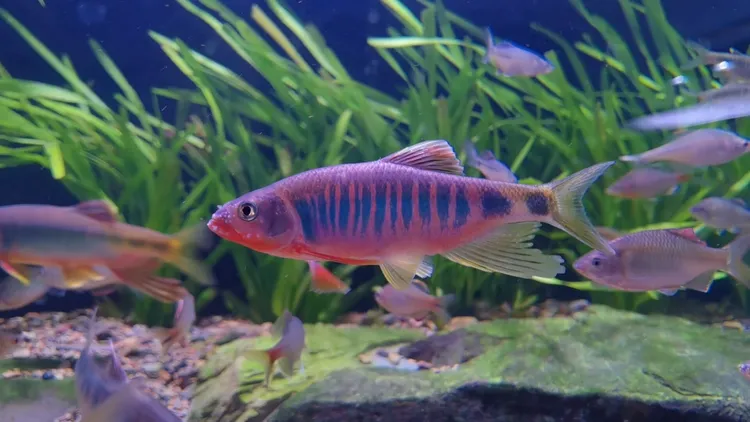 桂林类高屏鱲（虹彩马口鱼）非长鳍鱲橙斑鱲异鱲观赏鱼冷水鱼