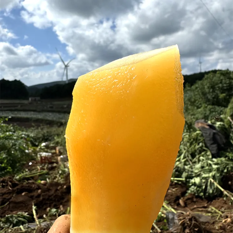 2/5/9斤 云南天山雪莲果新鲜水果现挖脆嫩多汁清甜可口低糖泥沙地