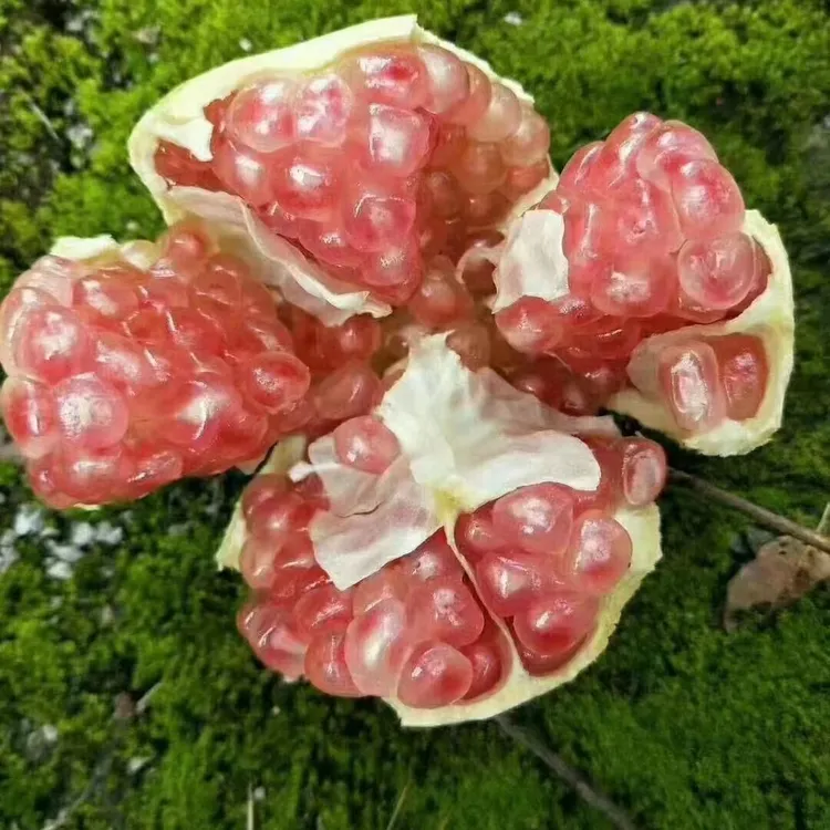 云南蒙自老树绿籽水晶石榴5斤10斤当季新鲜水果现摘现发坏果包赔