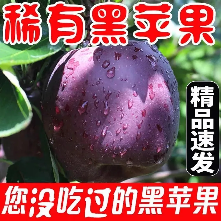 云南昭通黑卡苹果稀有黑钻苹果粉糯香甜脆面龙虾老人小孩水果松脆