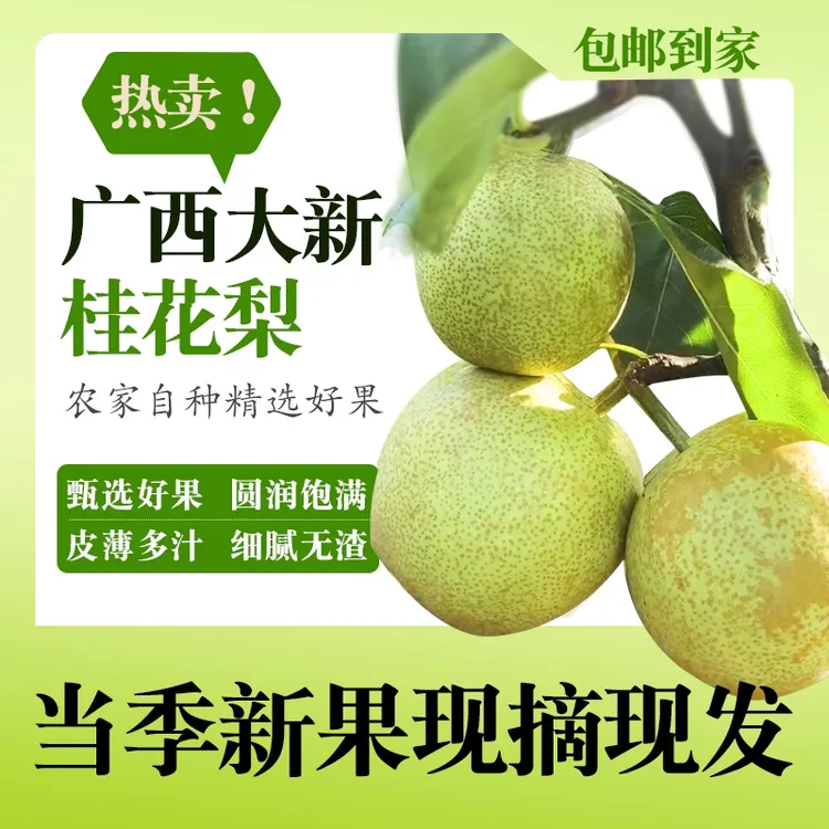 新鲜应季水果广西桂花现摘现发薄皮多汁脆甜可口非新鲜火龙果