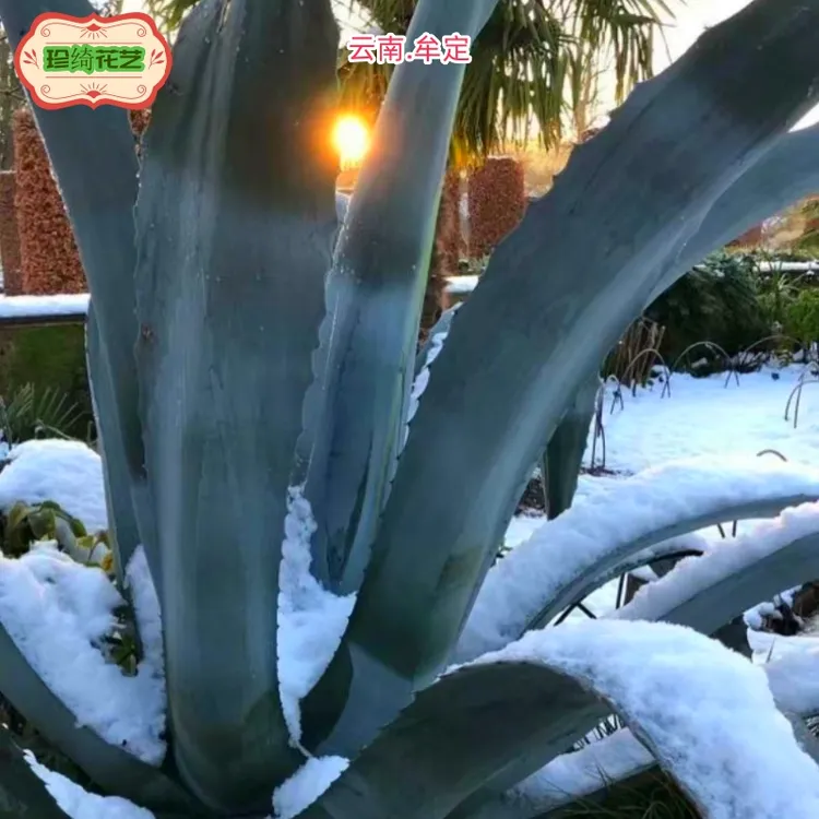 美洲龙舌兰植物花园庭院民宿沙生花境植物四季常绿耐寒耐热绿植