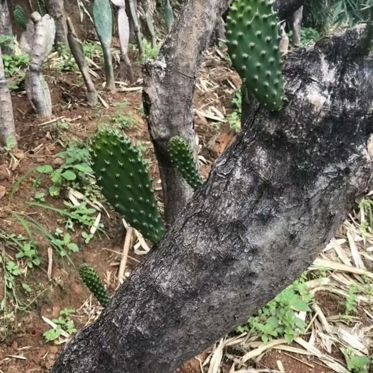 [一物一拍】仙人掌老桩 霸气仙人掌树高原峭壁盆景大型造景多肉A