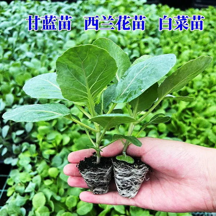 西兰花苗有机花菜苗秧苗蔬菜苗西蓝色的花秋冬秧苗四季基地盆栽种