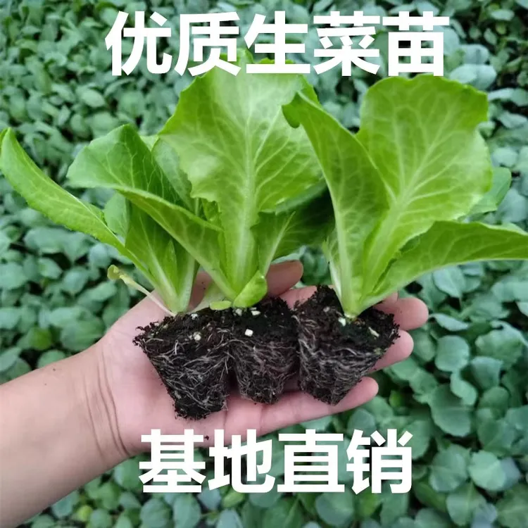 奶油生菜秧苗四季秋冬耐寒种子阳台庭院种有机紫叶生菜种孑蔬菜苗