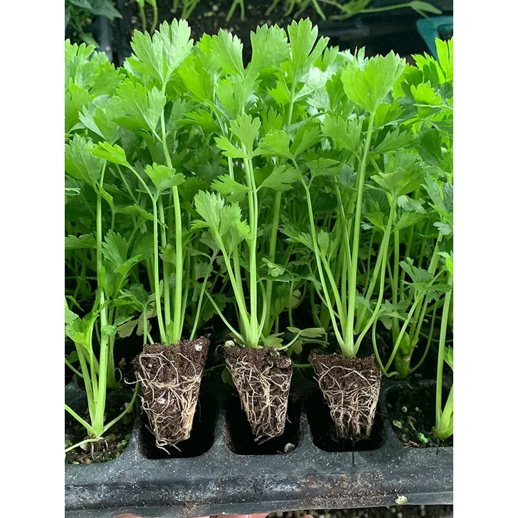 西芹苗四季小香芹秧苗优质芹菜苗秋冬南北方阳台盆栽种蔬菜种籽苗