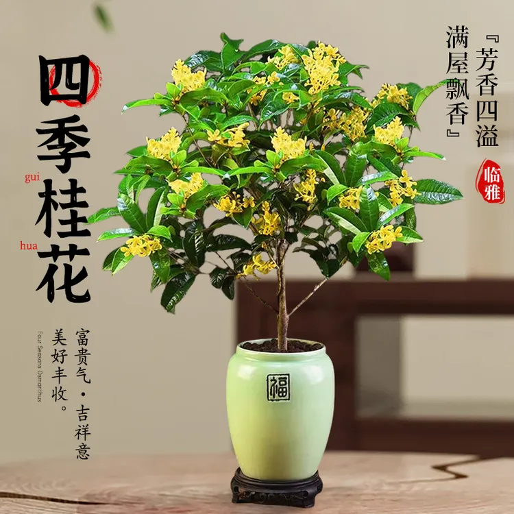 四季桂花盆栽树苗带花苞室内客厅阳台庭院花卉植物浓香耐寒带花苞