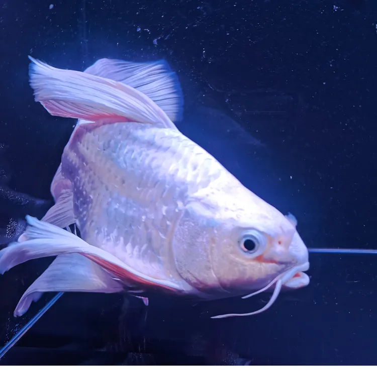 台湾蝴蝶鲤 蝴蝶龙鲤 短身蝴蝶鲤 贵妃蝴蝶鲤