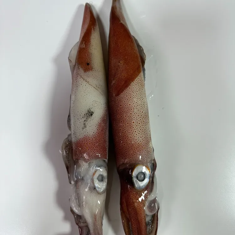 石浦海钓鱿鱼3斤/份