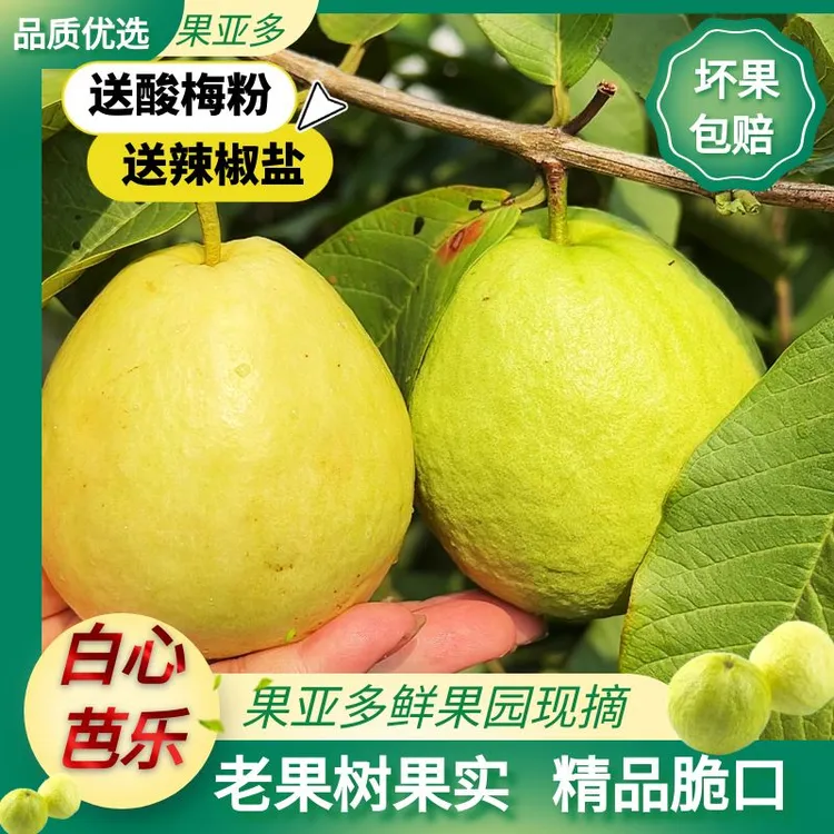 现摘5斤广西芭乐番石榴产地直销新鲜批发团购多纤维高VC水果团购