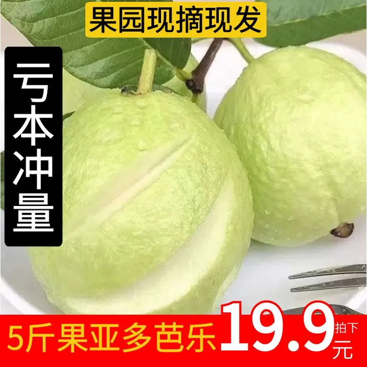 5斤冲量正宗广西白心芭乐精品脆口果园产地直销低价团购VC含量高